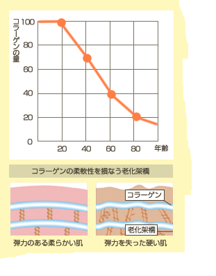 年齢とコラーゲンの量のグラフ、コラーゲンの柔軟性を損なう老化架橋